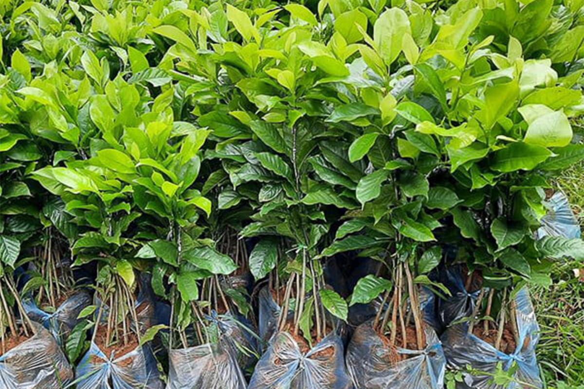 Cây Giổi Xanh